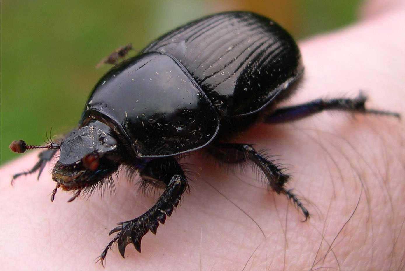 Black Beetle On A Finger Wallpaper