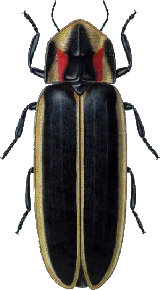 Black Beetlewith Red Markings PNG