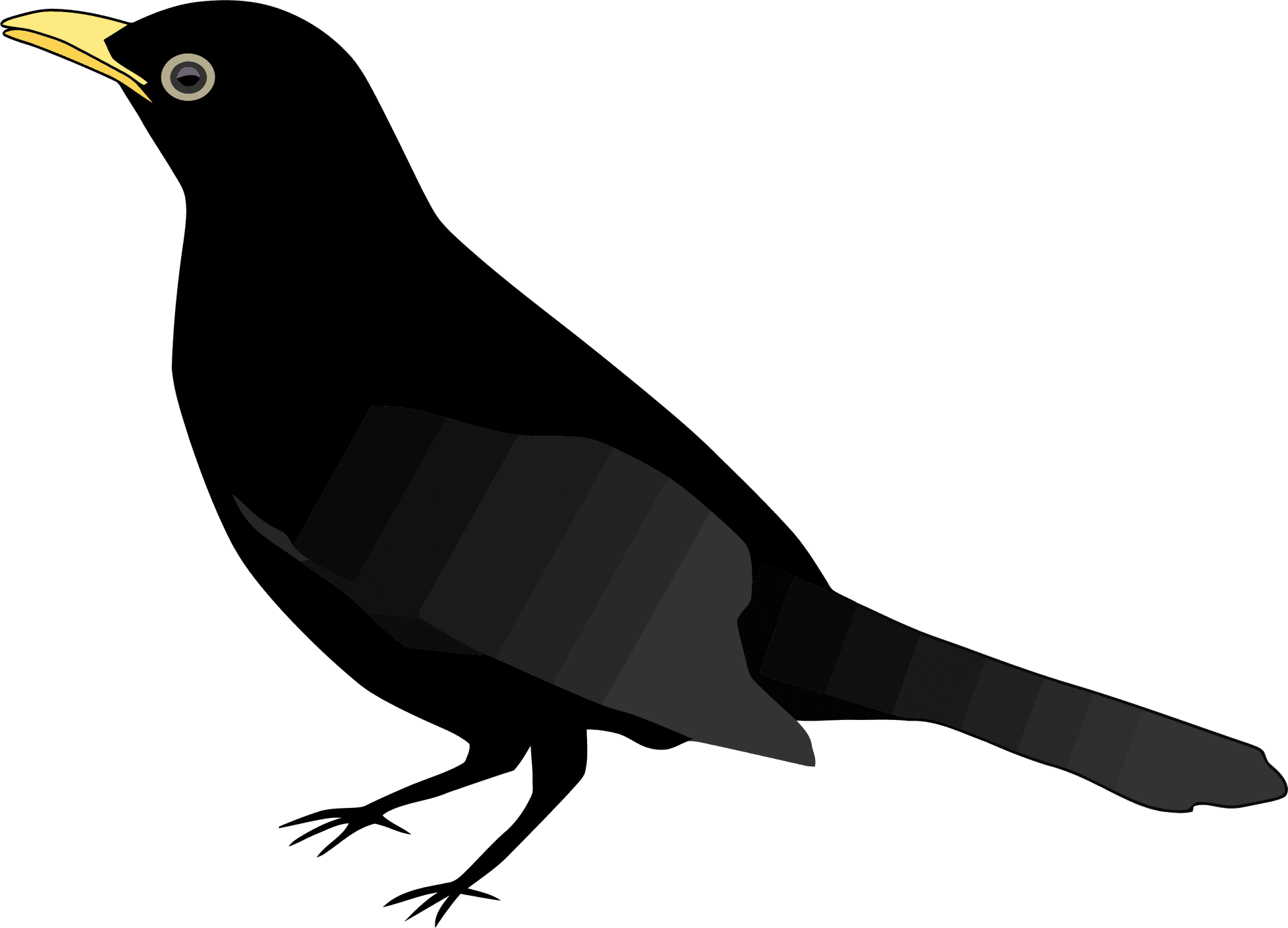 Black Bird Illustration.png PNG