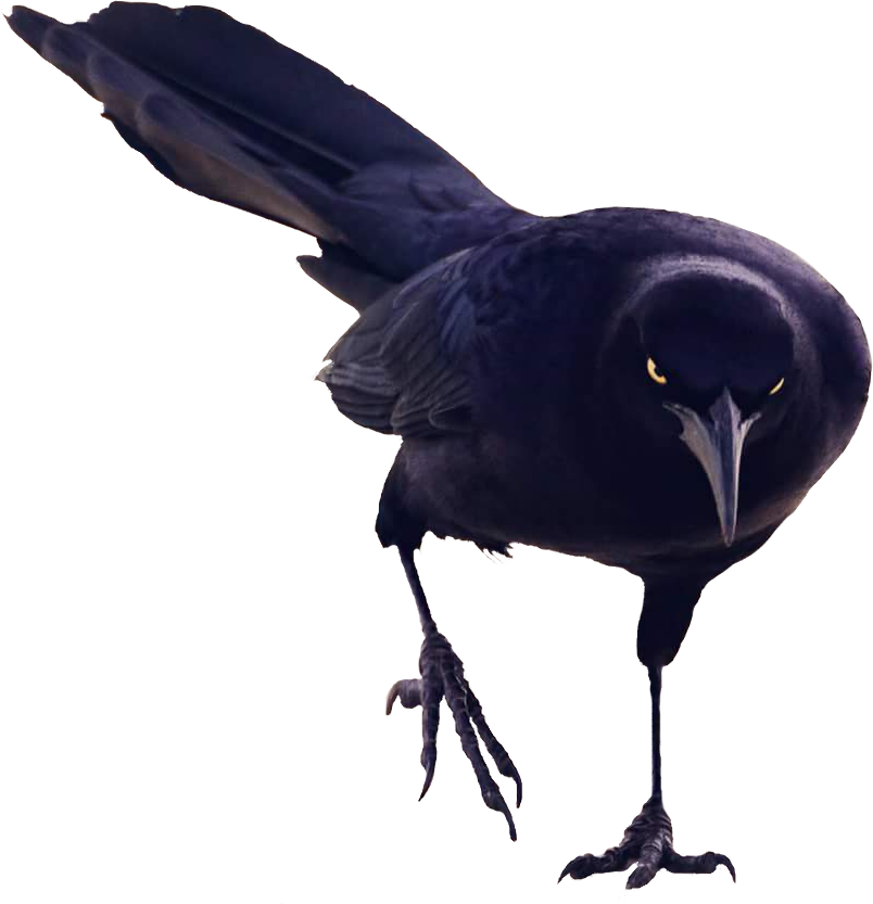 Black Bird Intense Gaze PNG
