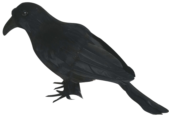 Black Bird Silhouette PNG