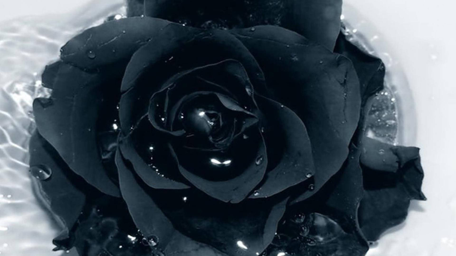 Black Blooming Rose On Water Wallpaper