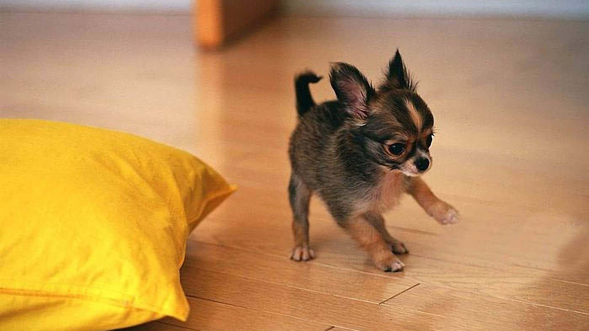 Svart& Brun Baby Chihuahua Hund. Wallpaper