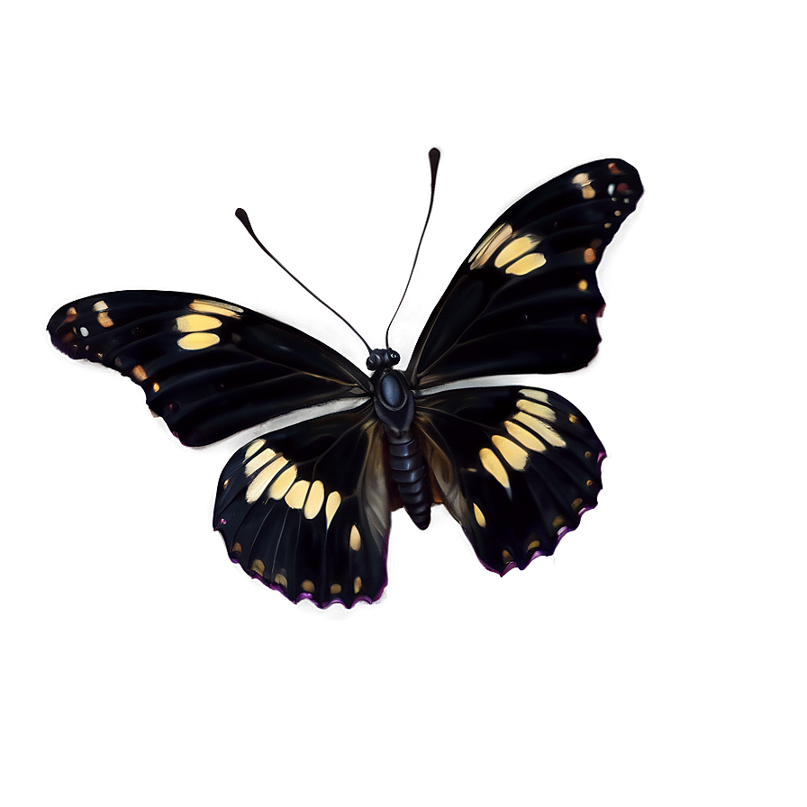 Black Butterfly C PNG