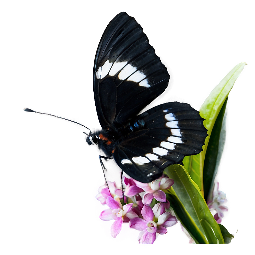 Black Butterfly In Nature Png 06252024 PNG