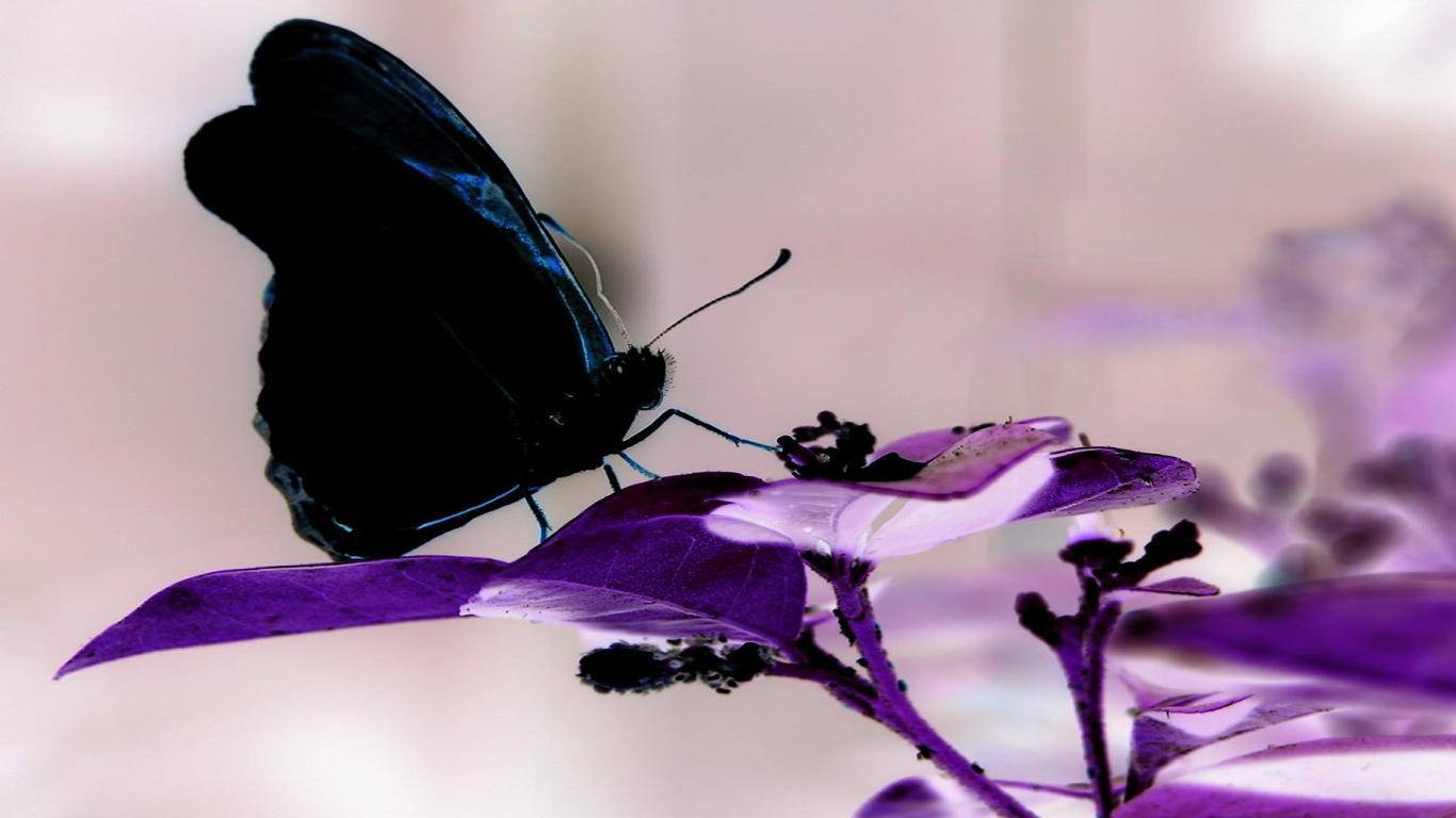Black Butterfly On Purple Flower Wallpaper