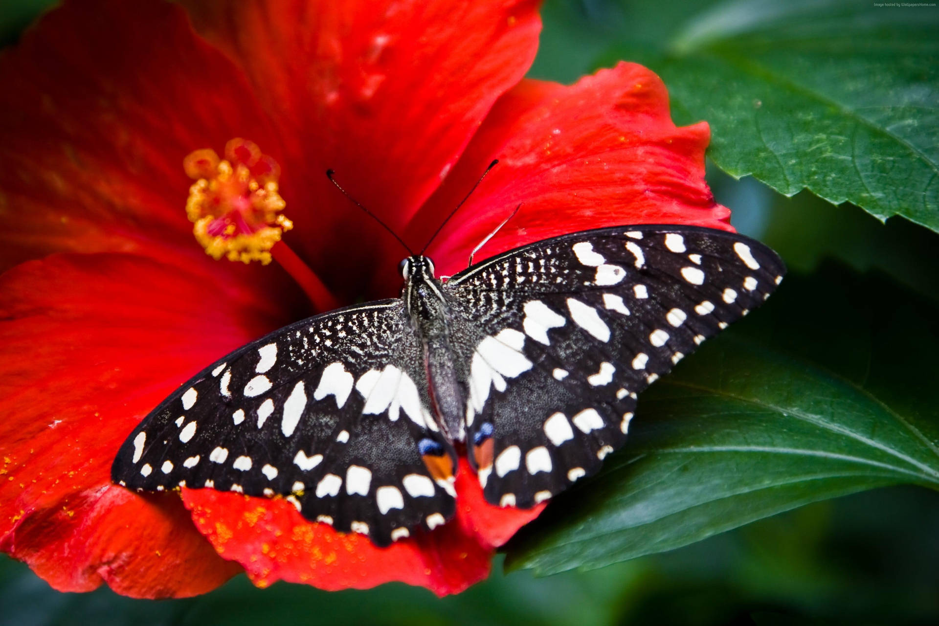Black Butterfly On Red Hibiscus Flower Background