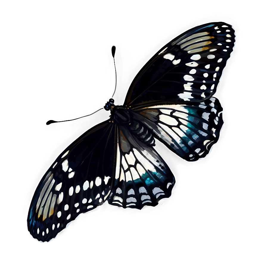 Black Butterfly On White Png 85 PNG