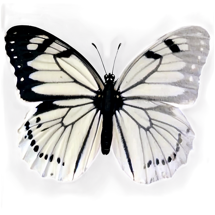 Black Butterfly On White Png Oqb76 PNG