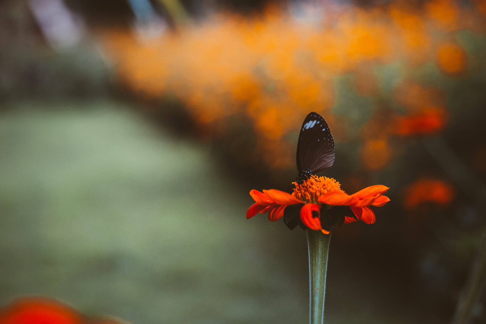 The beauty of a black butterfly resting on an orange flower Wallpaper