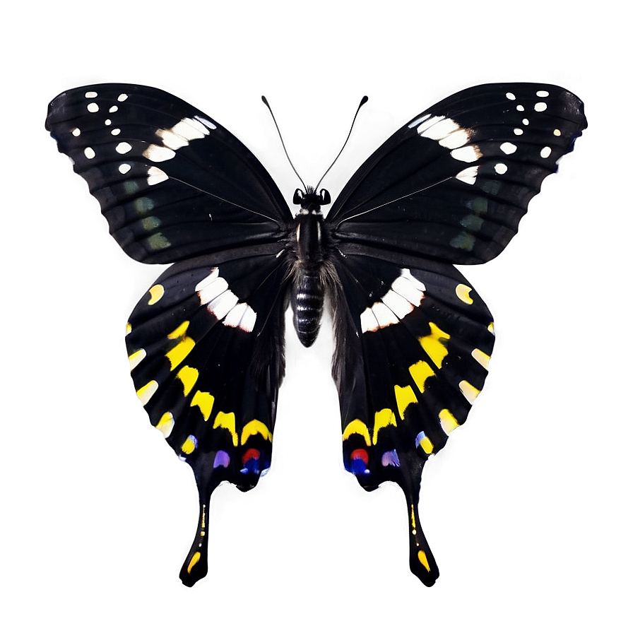 Black Butterfly Profile Png 36 PNG