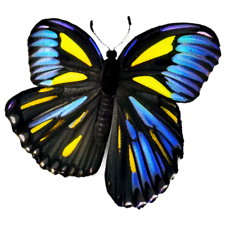 Black Butterfly Wing Detail Png 06252024 PNG