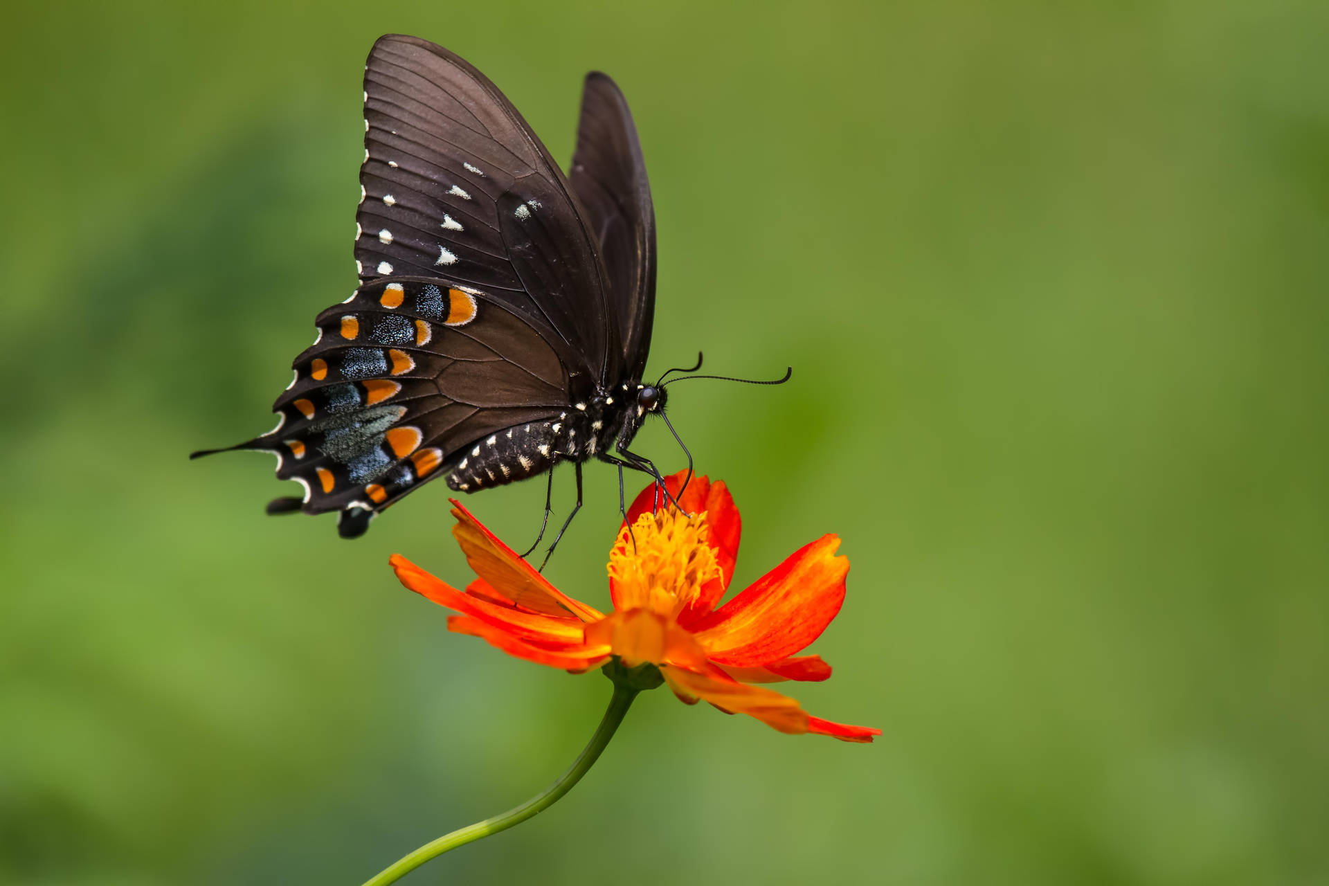 Black Butterfly With Orange White Spots Wallpaper