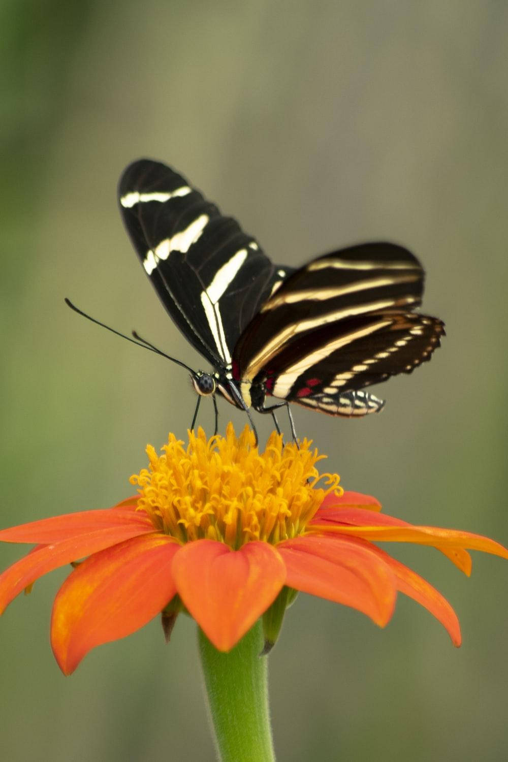 Black Butterfly With Stripes On Flower Wallpaper