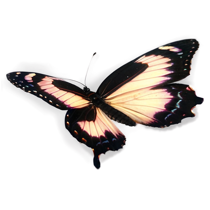 Black Butterfly With Transparent Background Png Dfe PNG