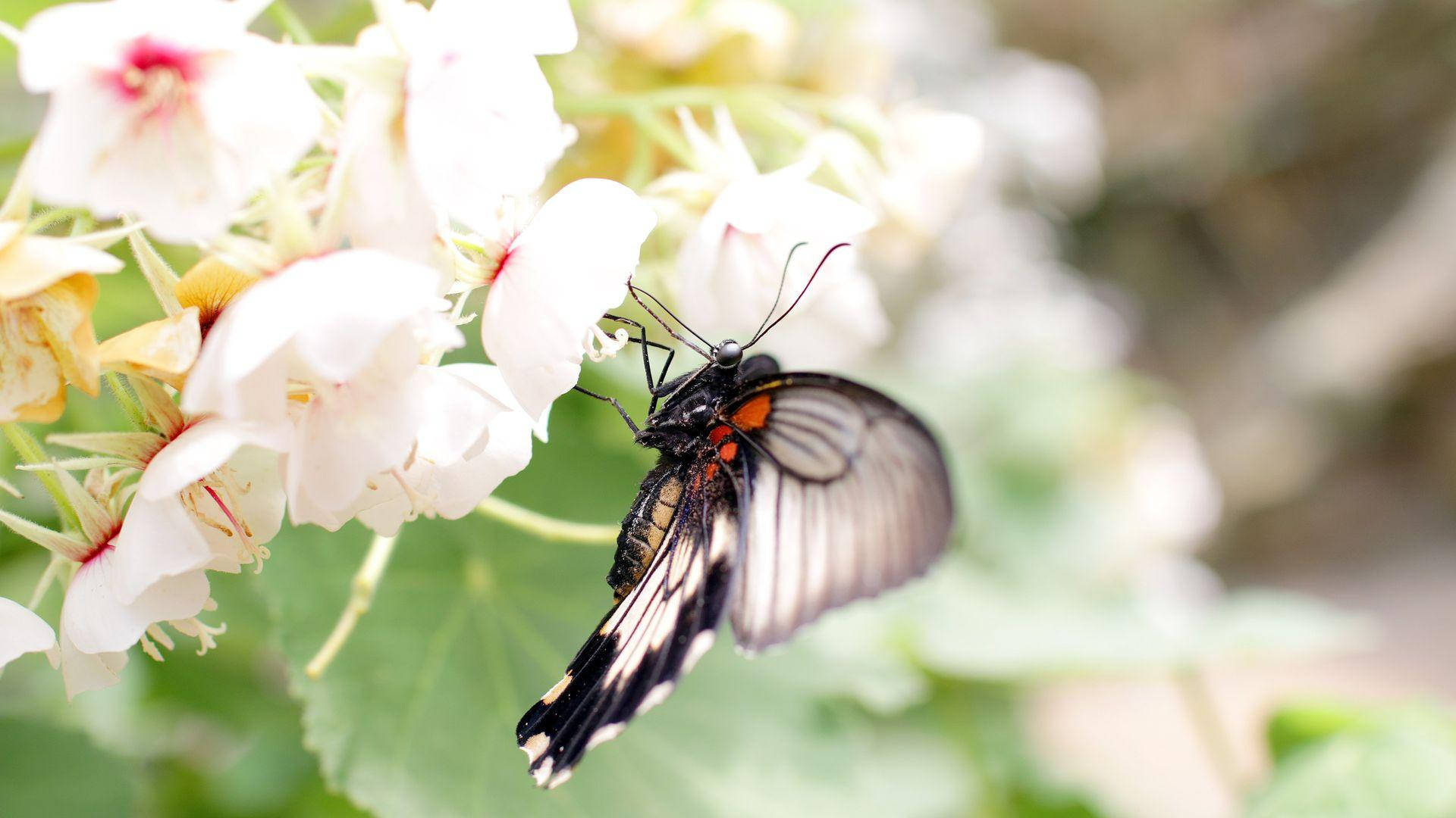 Black Butterfly With White Flowers Wallpaper