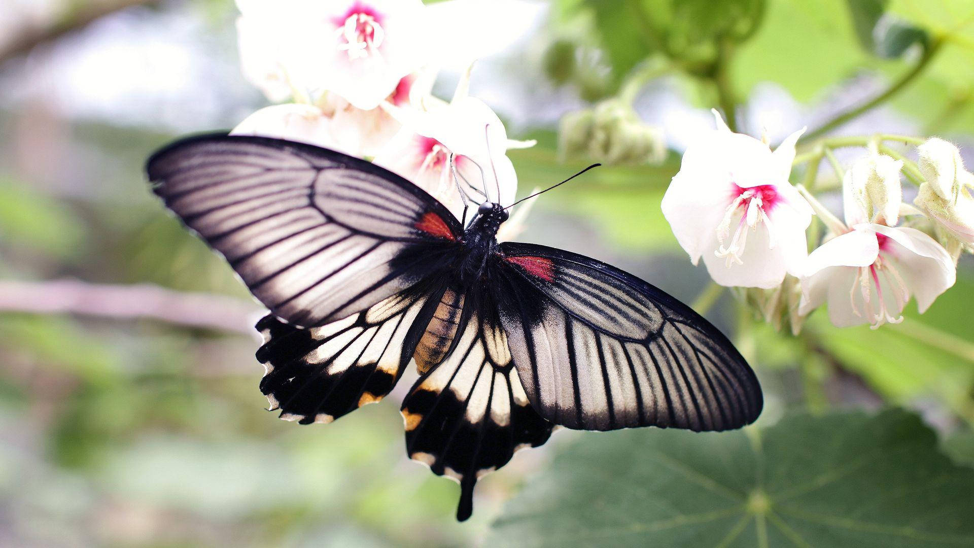 Black Butterfly With White Interspaces Wallpaper