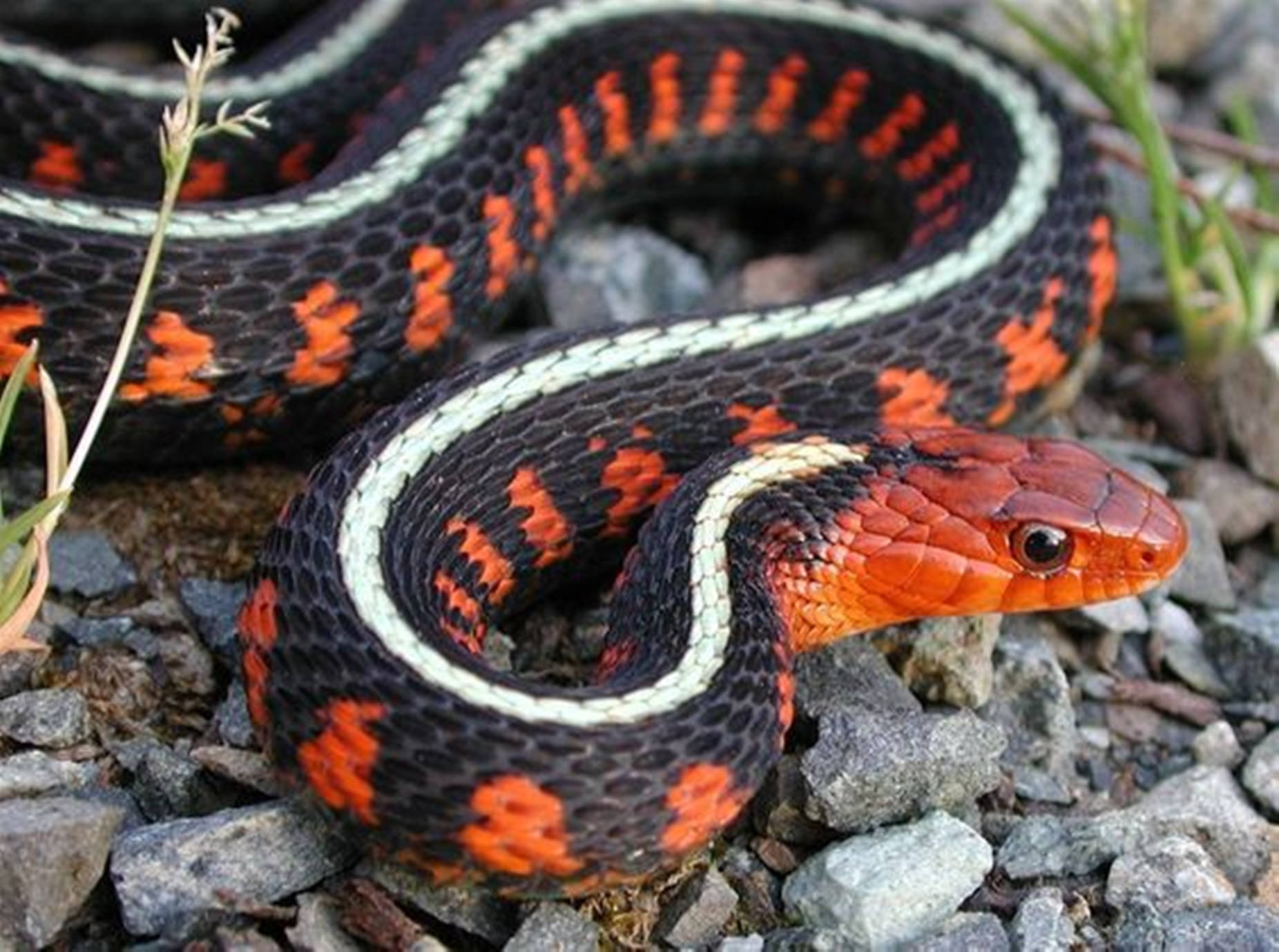 Black California Red-sided Garter Snake Background