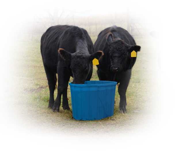Black Calves Drinking From Blue Bucket PNG
