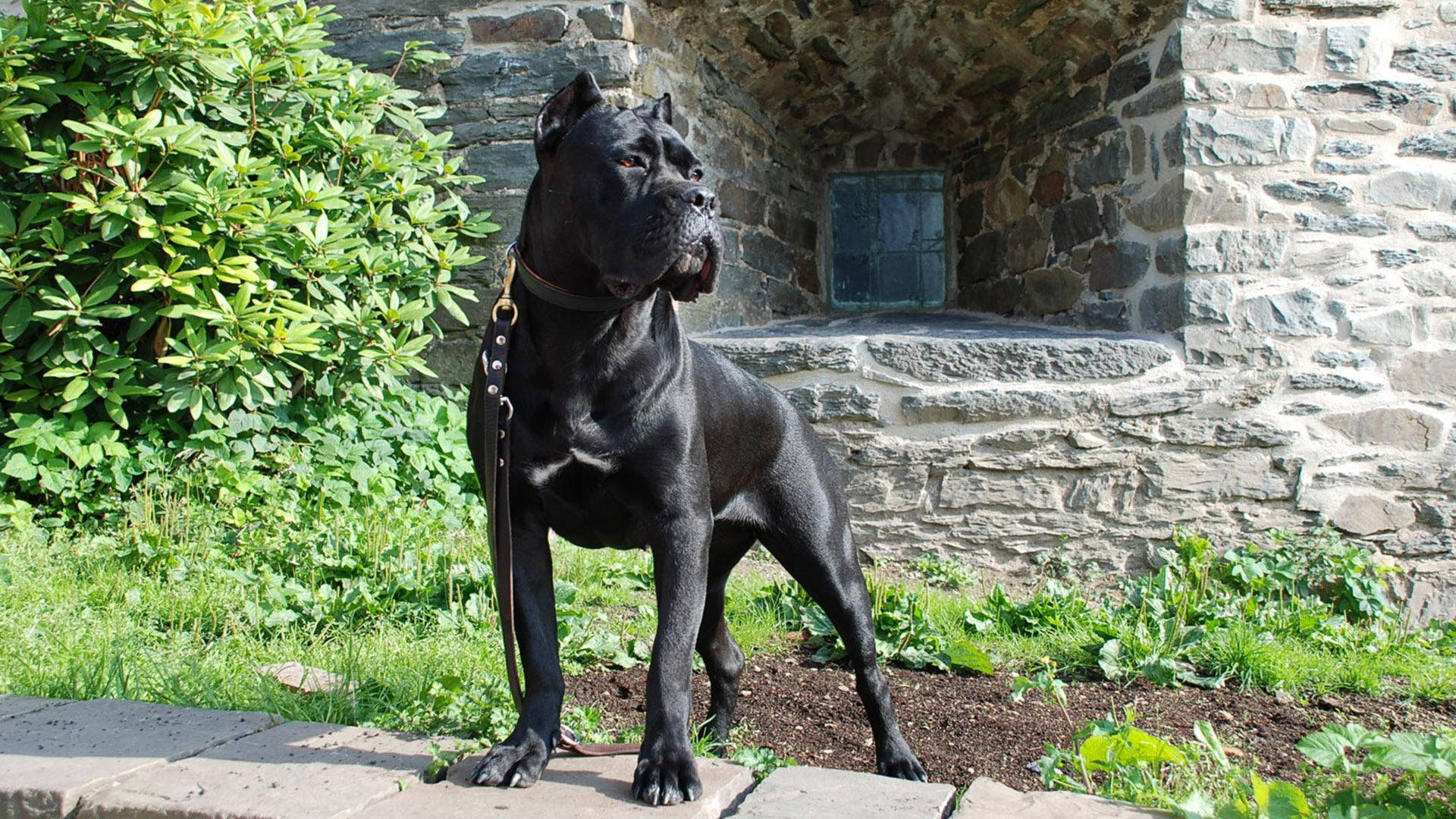 Black Cane Corso Guard Dog Wallpaper