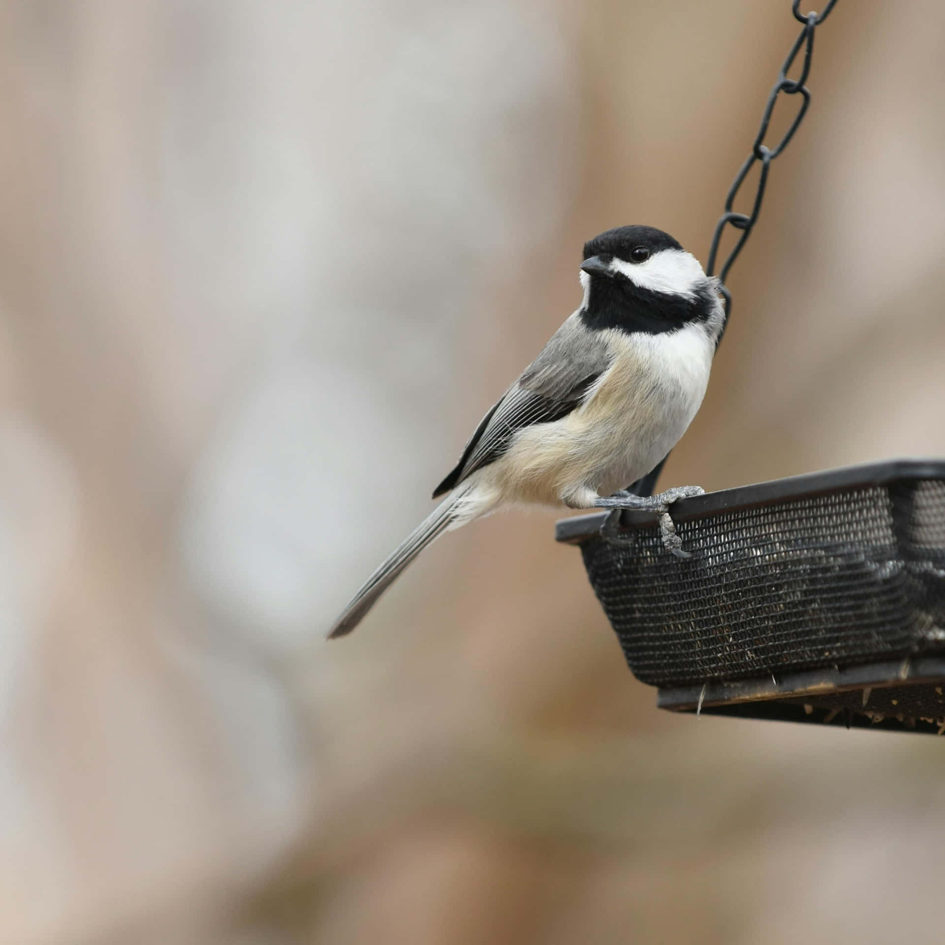 Black Capped Chickadee Perchedon Feeder.jpg Wallpaper