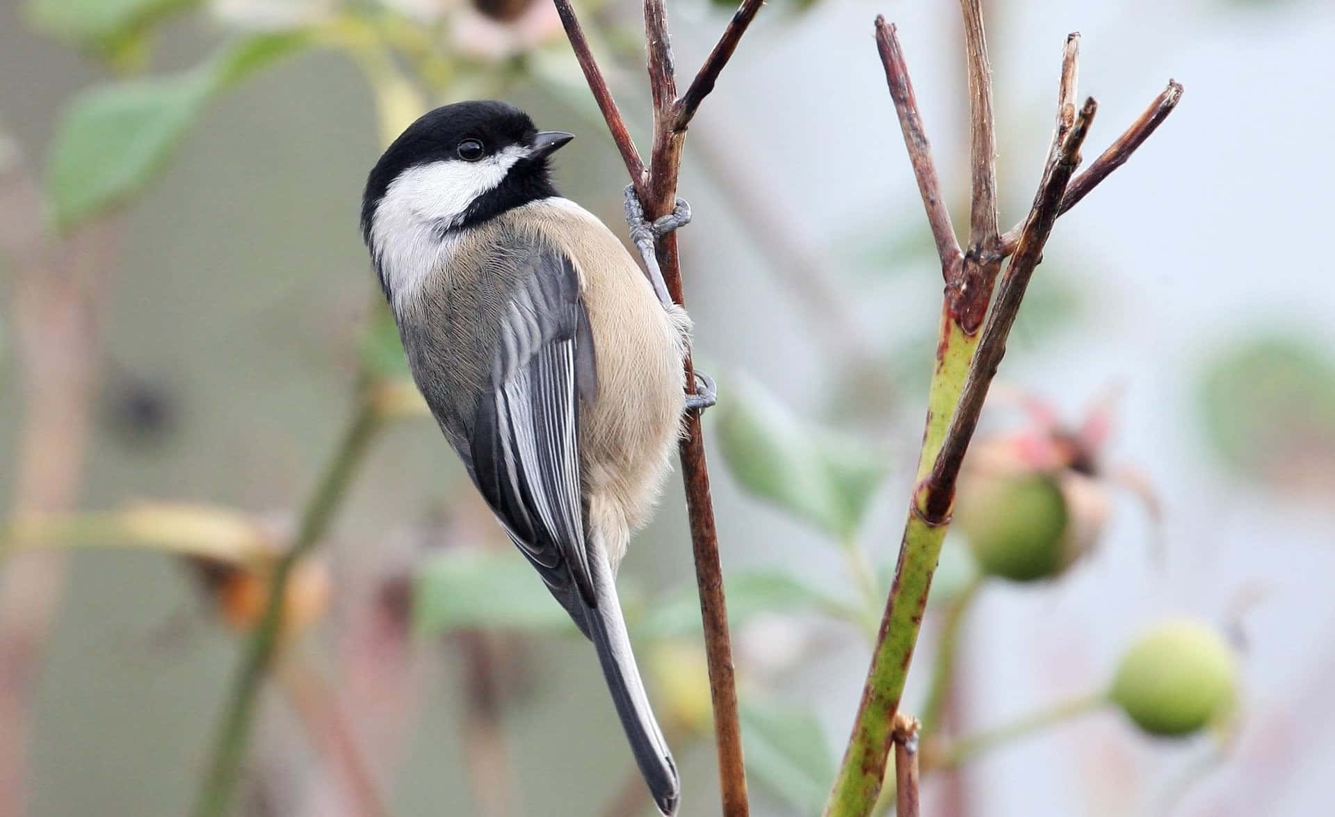 Black Capped Titmouse Perched Wallpaper