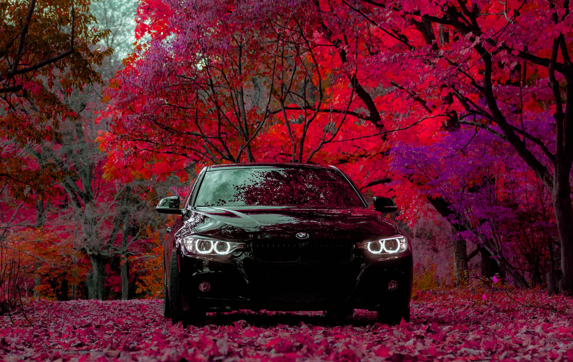 Sort bil HD lilla røde træer Wallpaper