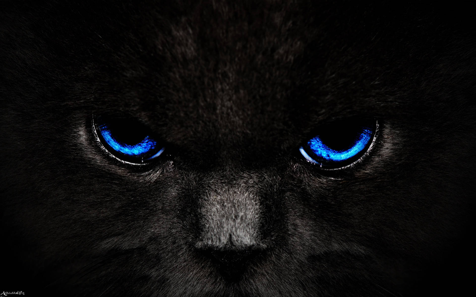 Download Black Cat Aesthetic Dark Blue Hd Wallpaper 