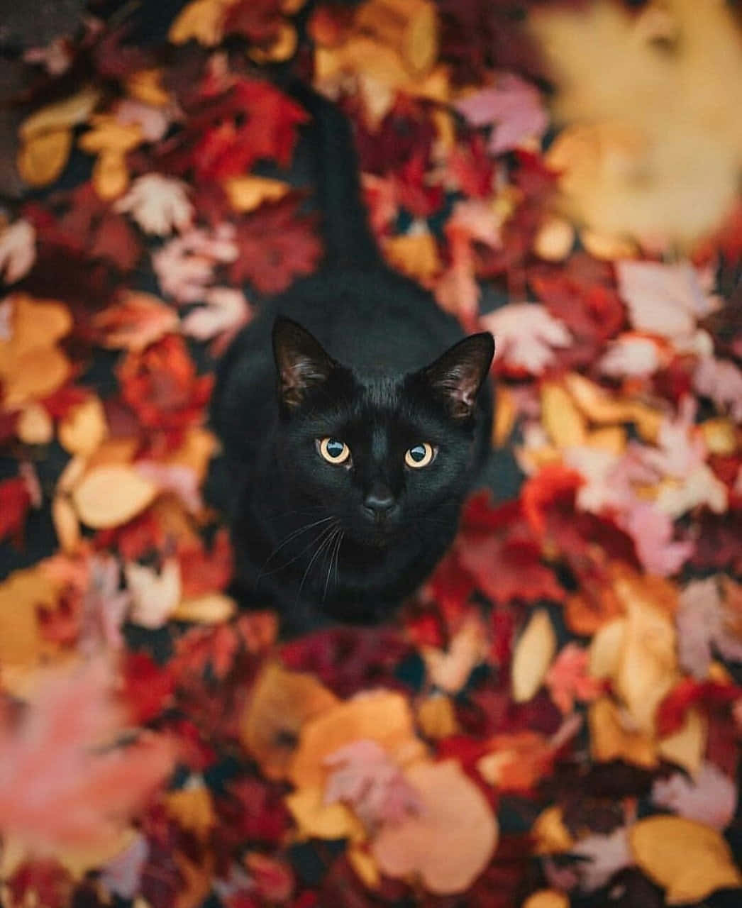 Black Cat Amidst Autumn Leaves Wallpaper