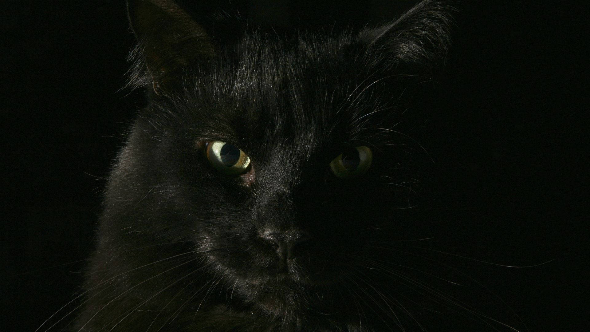 Black Cat Animal Close-up