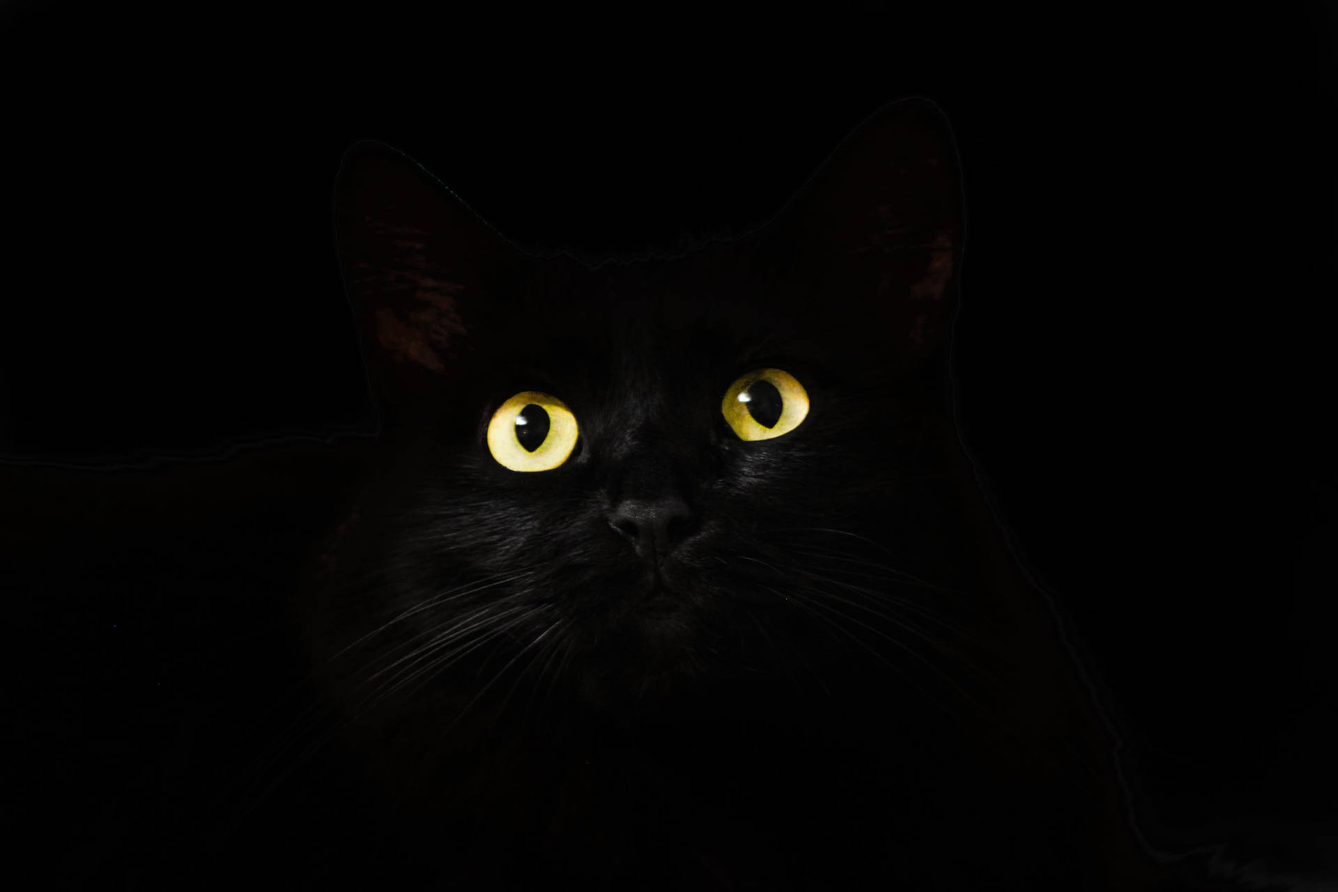 Black Cat Black And White PFP Wallpaper