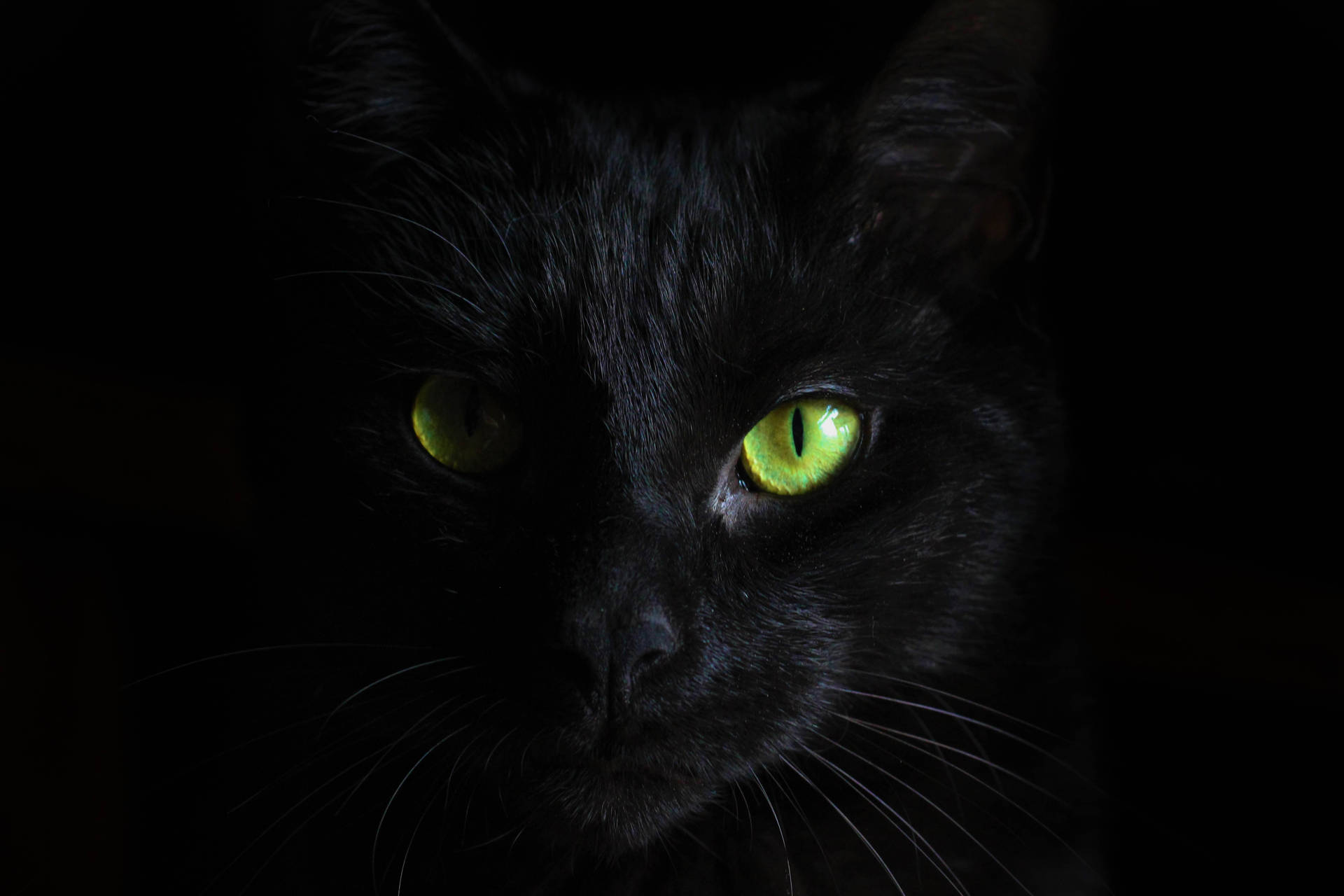 Black Cat Black Background Wallpaper