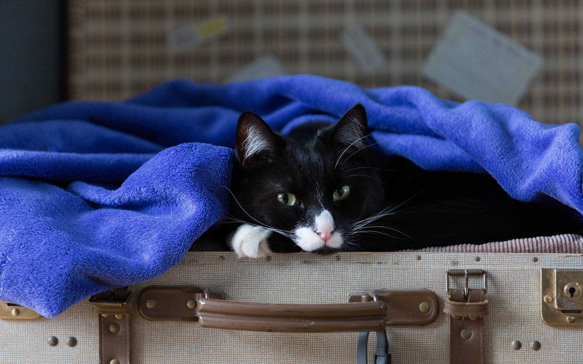 Black Cat Blue Blanket