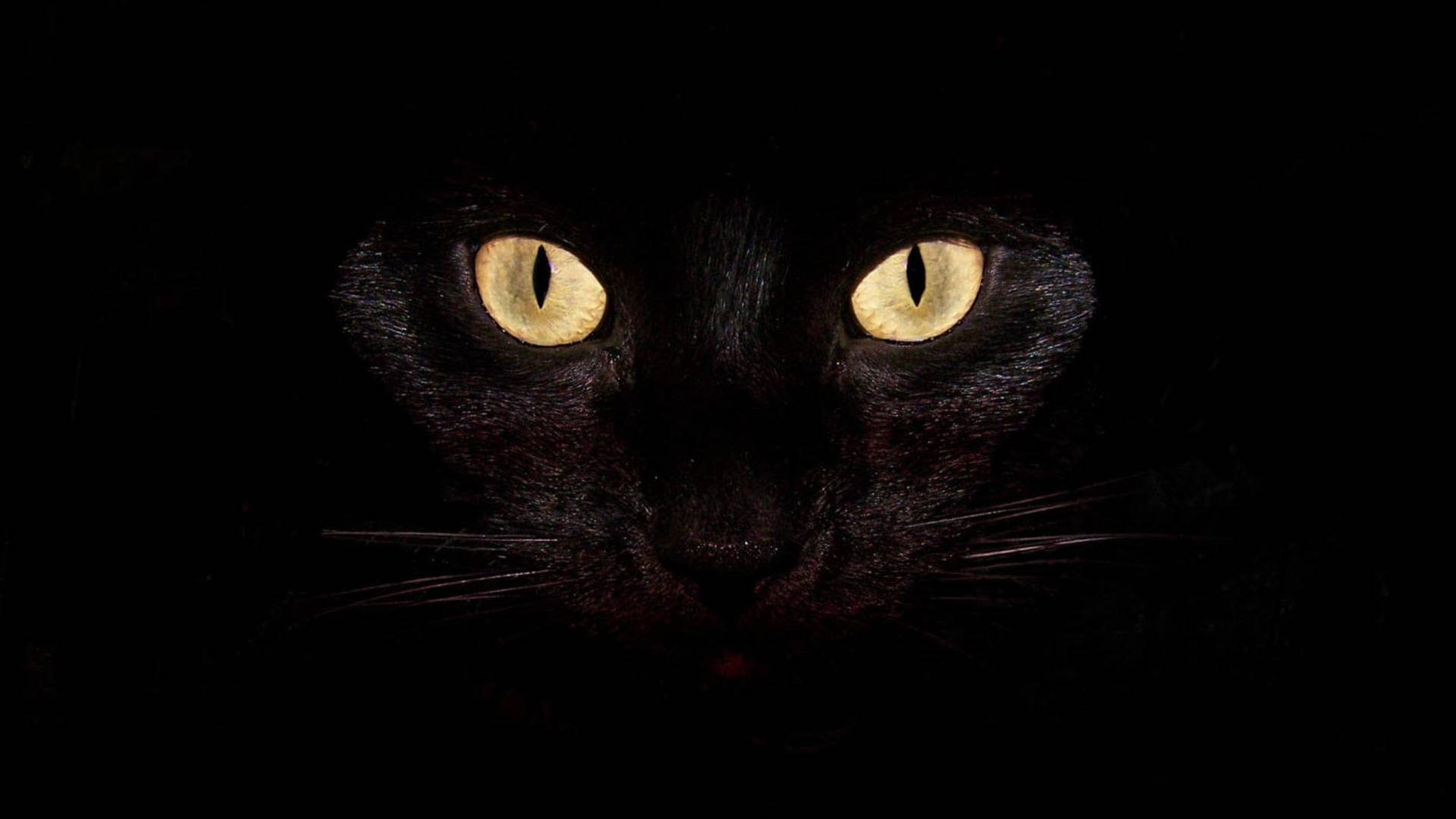 Gatto Nero Fantastico 4k Sfondo