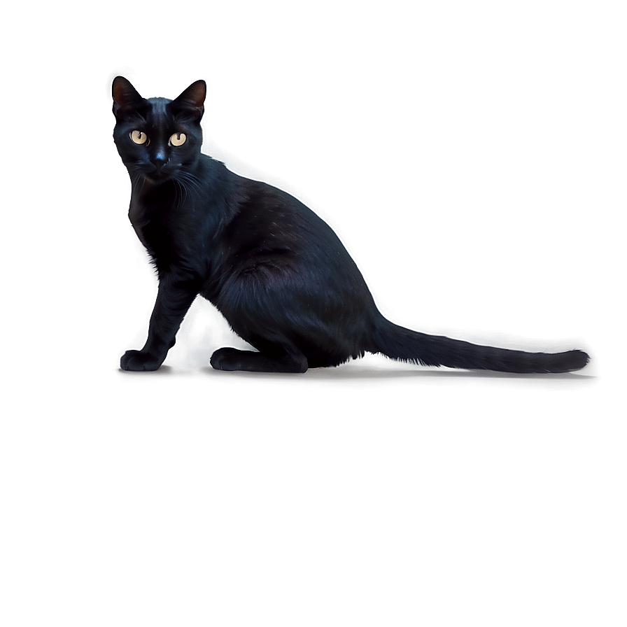 Download Black Cat Crouching Png 05232024 | Wallpapers.com