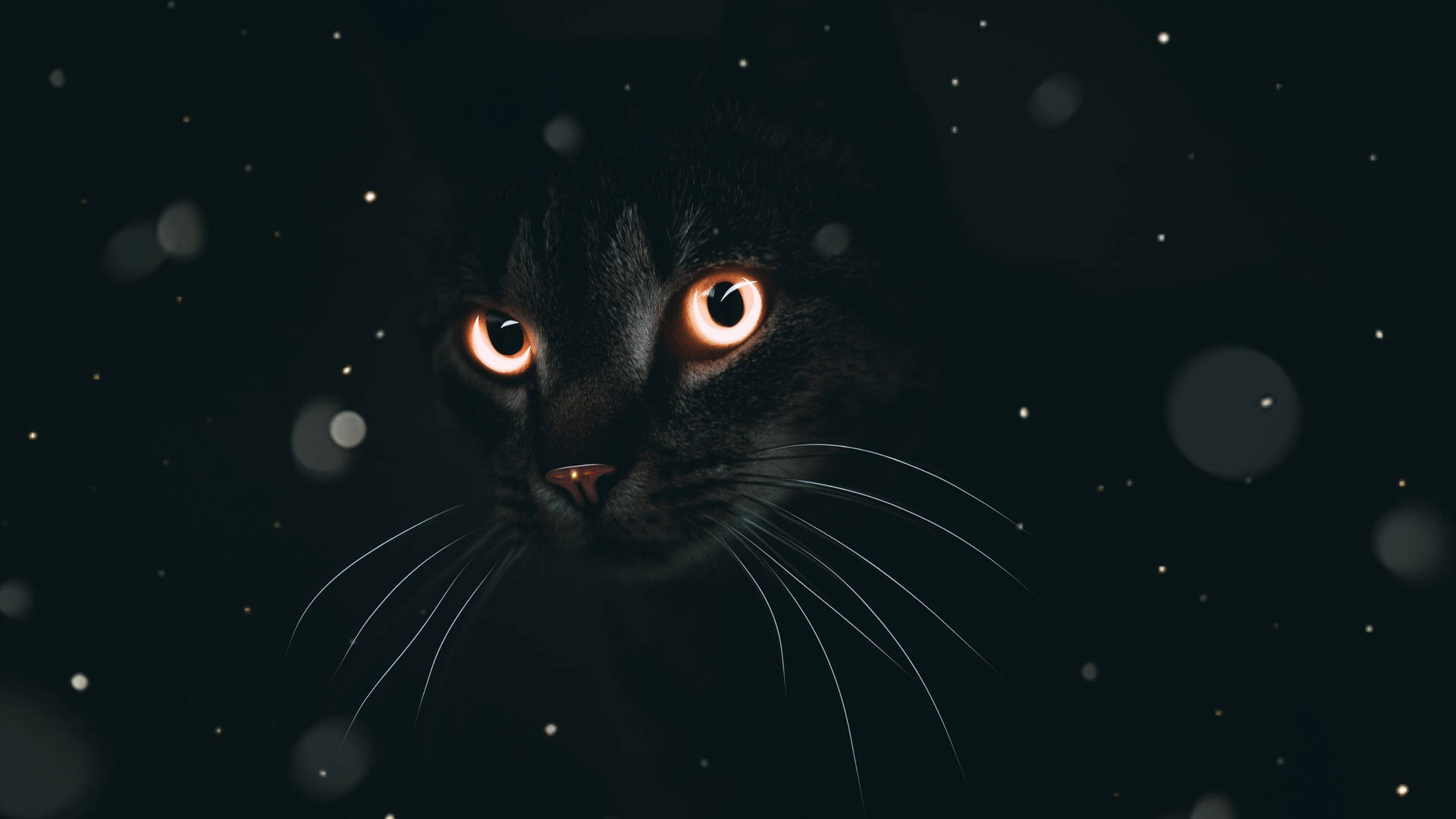 Black Cat Dark Mode Wallpaper
