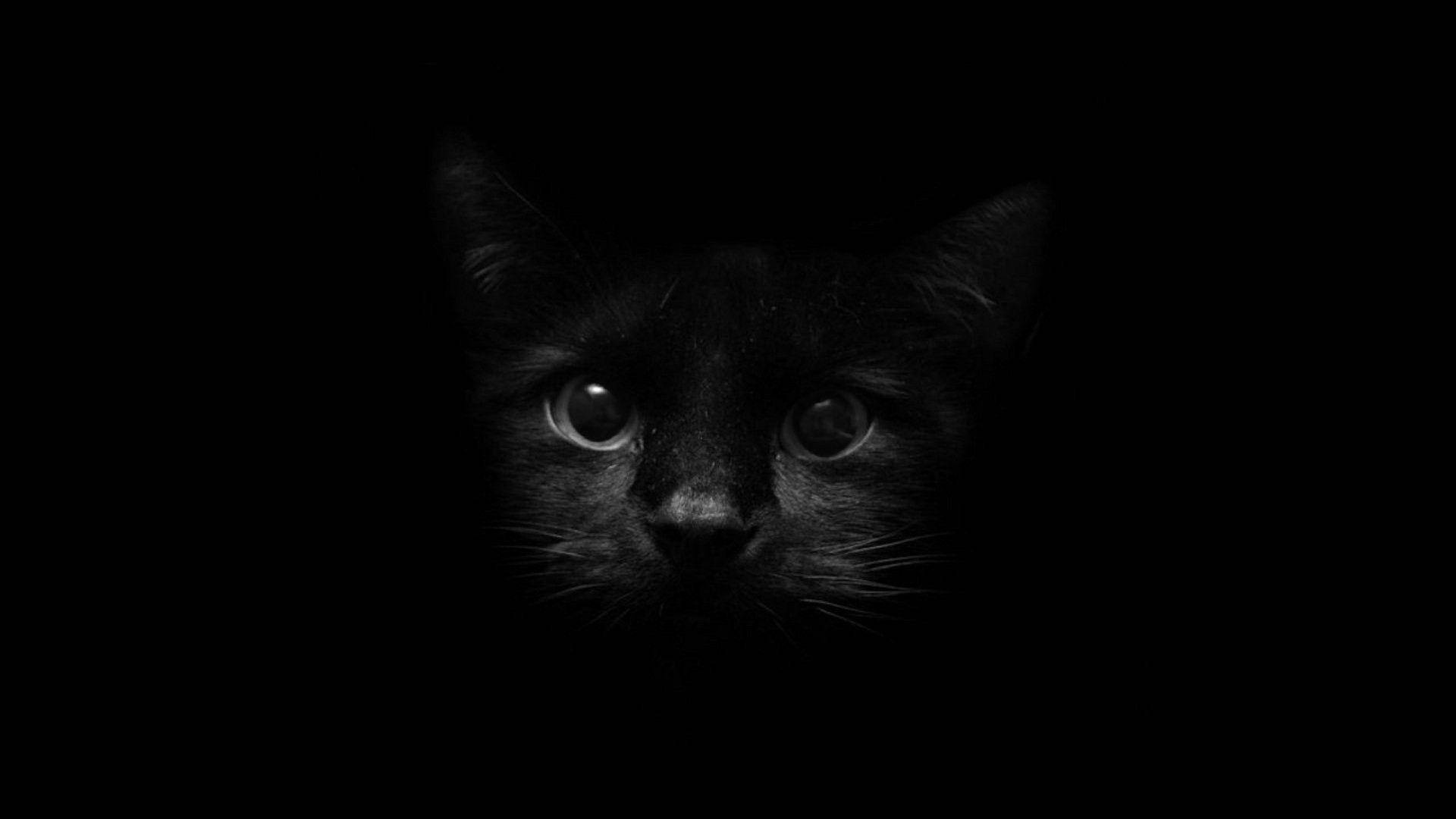 Black Cat Face Over Dark Screen Wallpaper