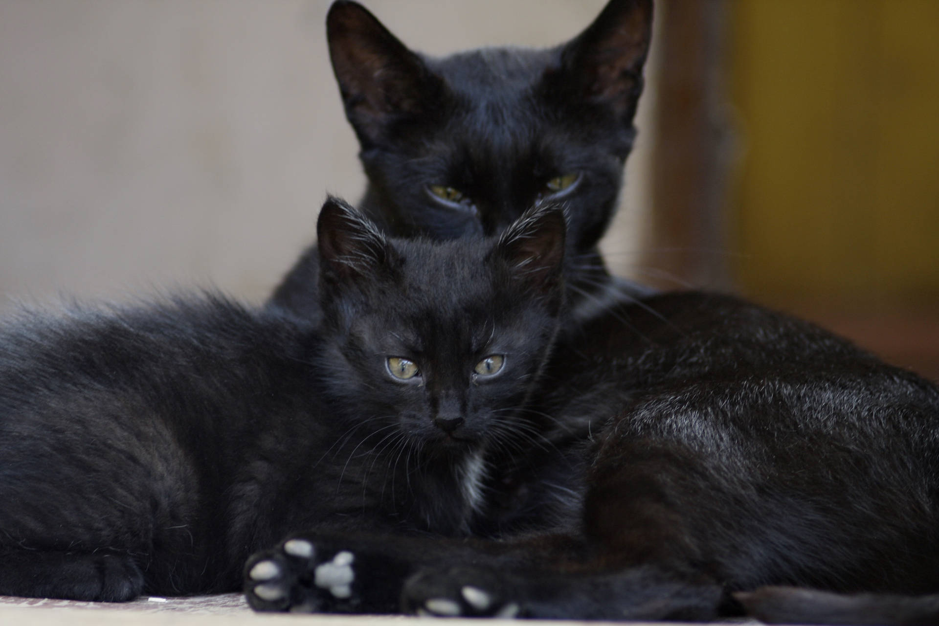 Black Cat Family Animals Background