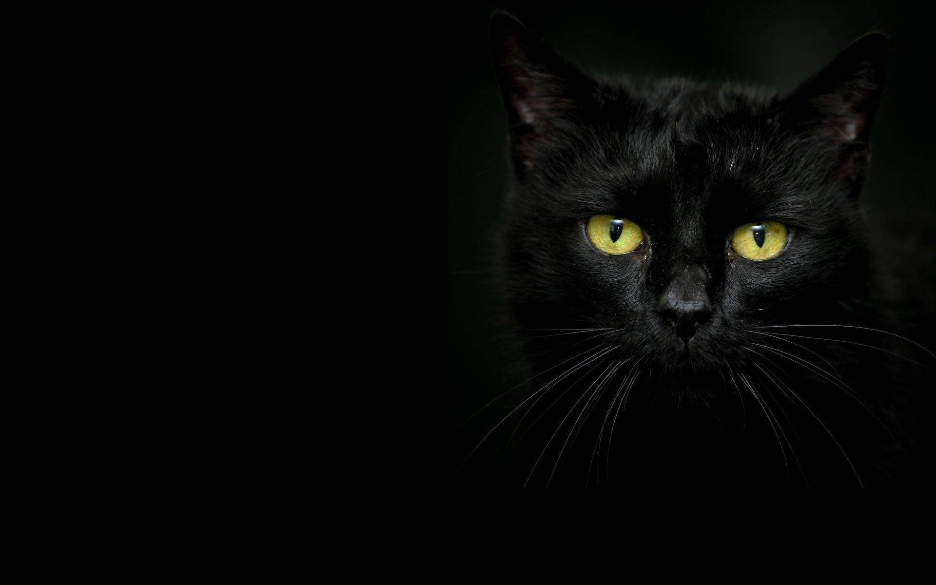 Black Cat For Beautiful Dark Background Wallpaper