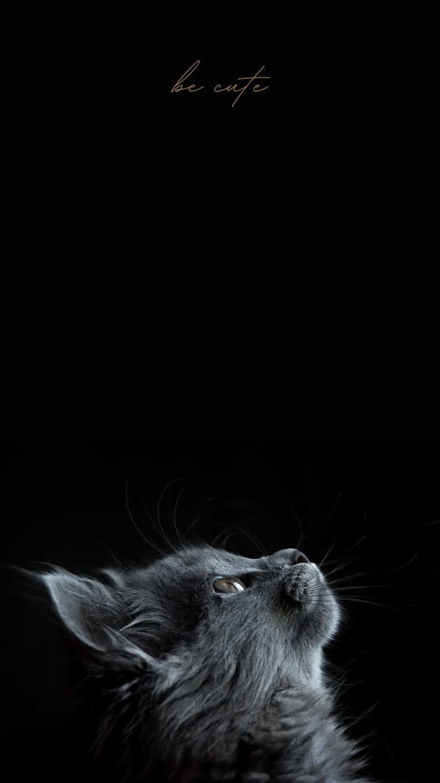 Black Cat Gazing Upward Aesthetic.jpg Wallpaper