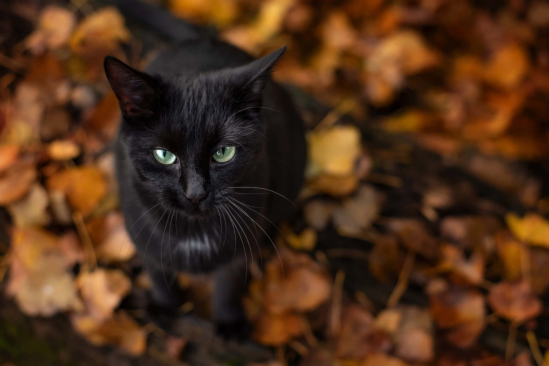 Black Cat Green Eyes Autumn Leaves Wallpaper