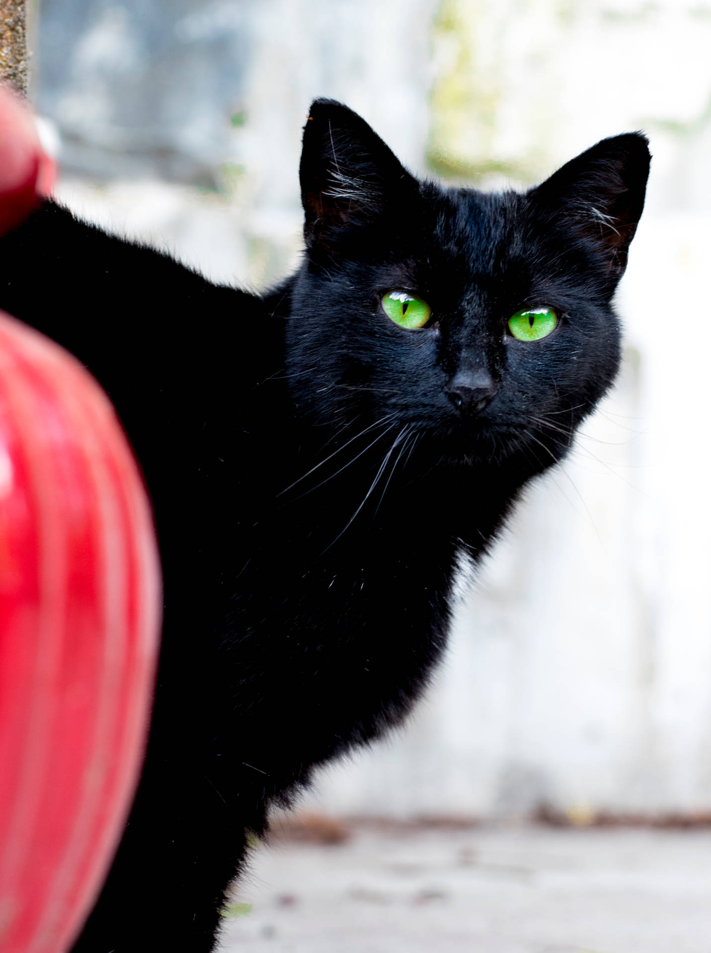 Black Cat Green Eyes Wallpaper