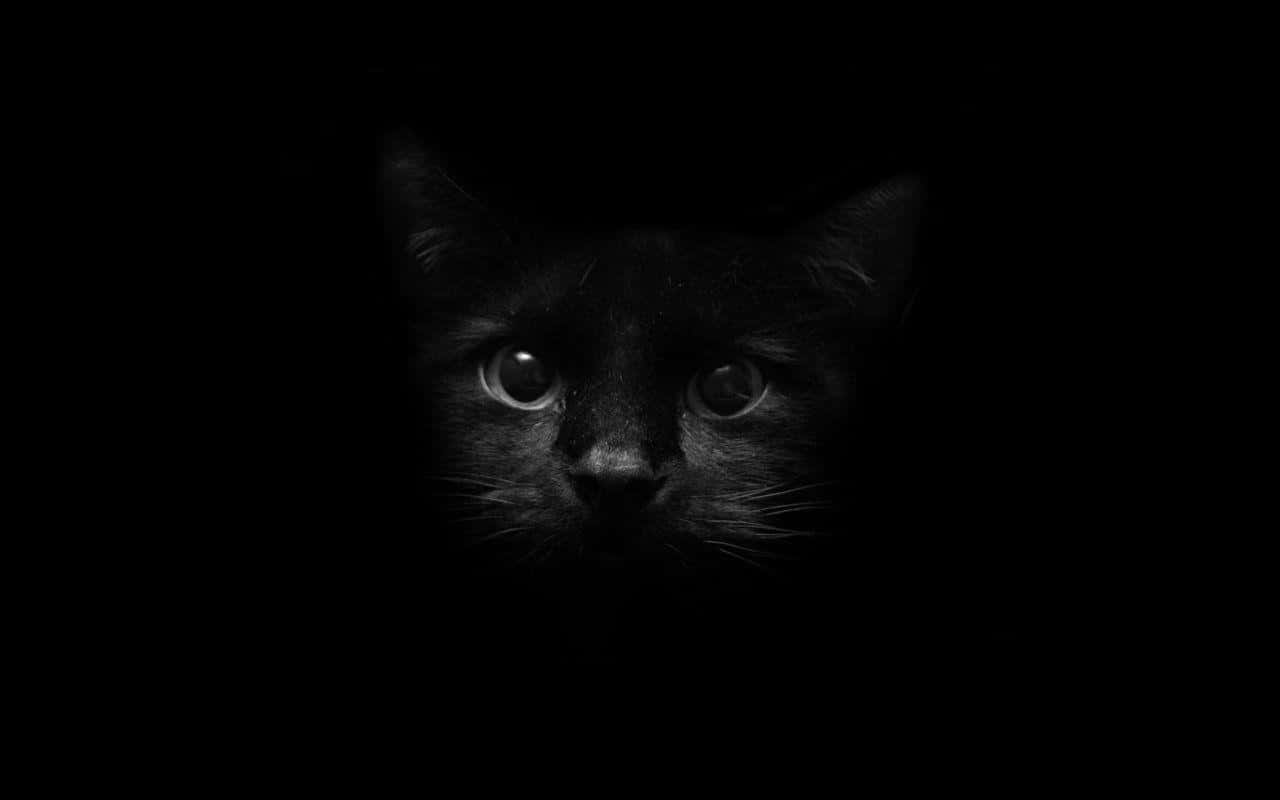 Black Cat Halloween Picture