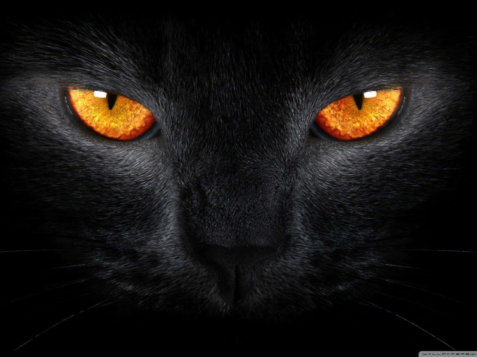 Feiernsie Halloween Mit Der Schwarzen Katze. Wallpaper