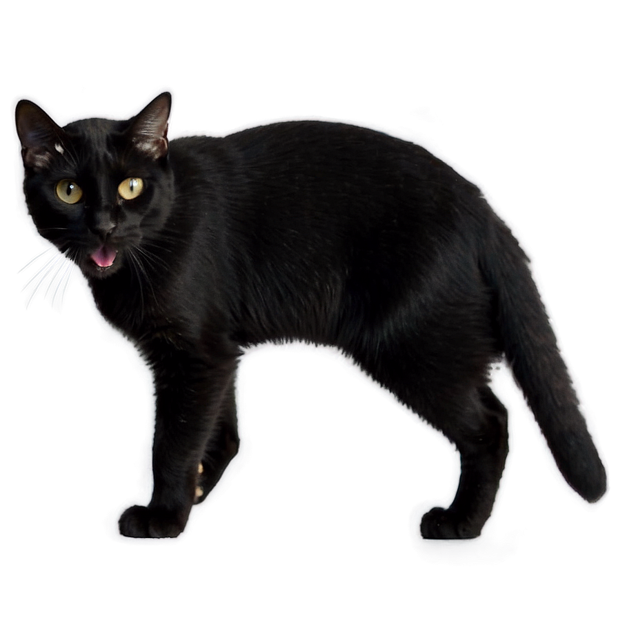 Download Black Cat Hissing Png 05232024 | Wallpapers.com