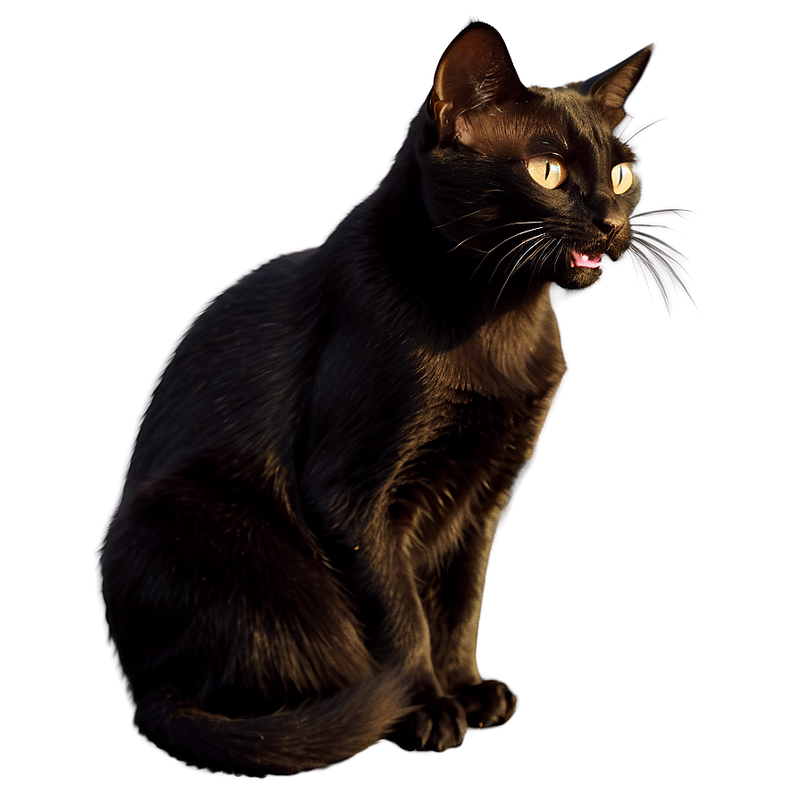 Black Cat Hissing Png Bev PNG