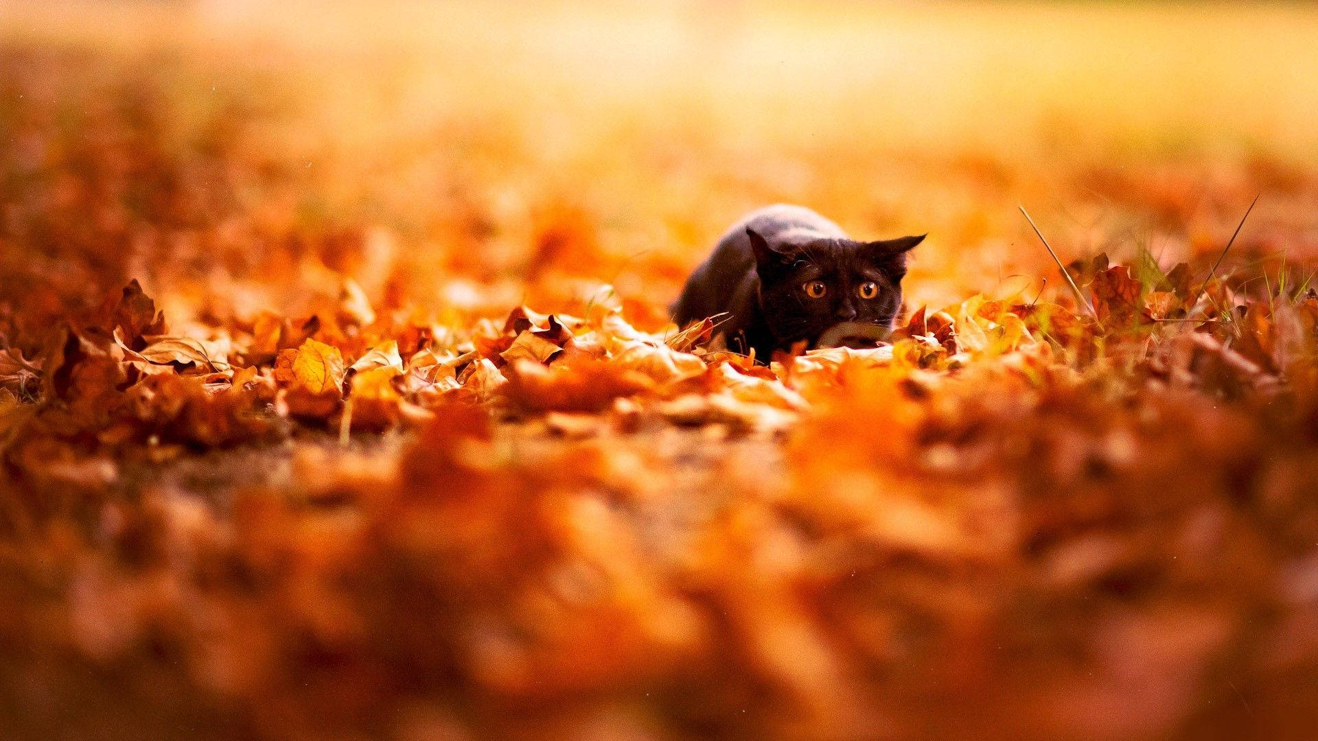 Black Cat In Fall Season Wallpaper