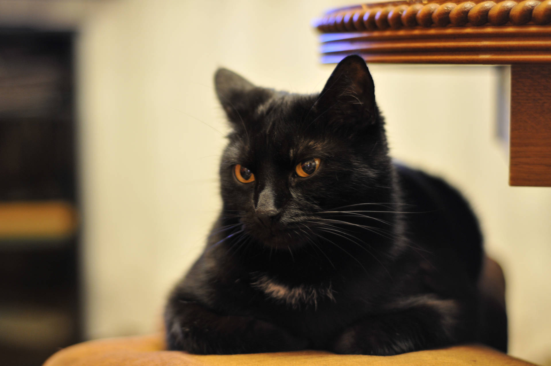 Black Cat In Loaf Pose