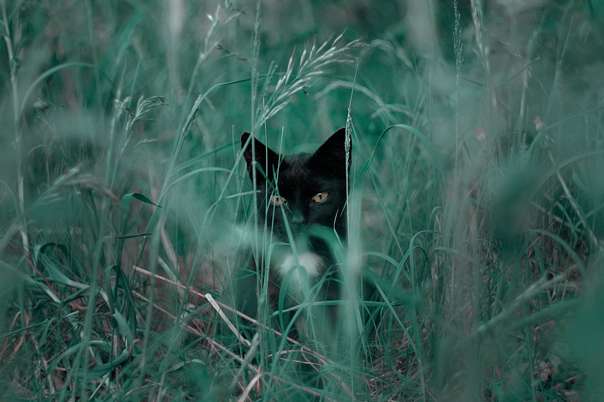 Black Cat In Tall Grass