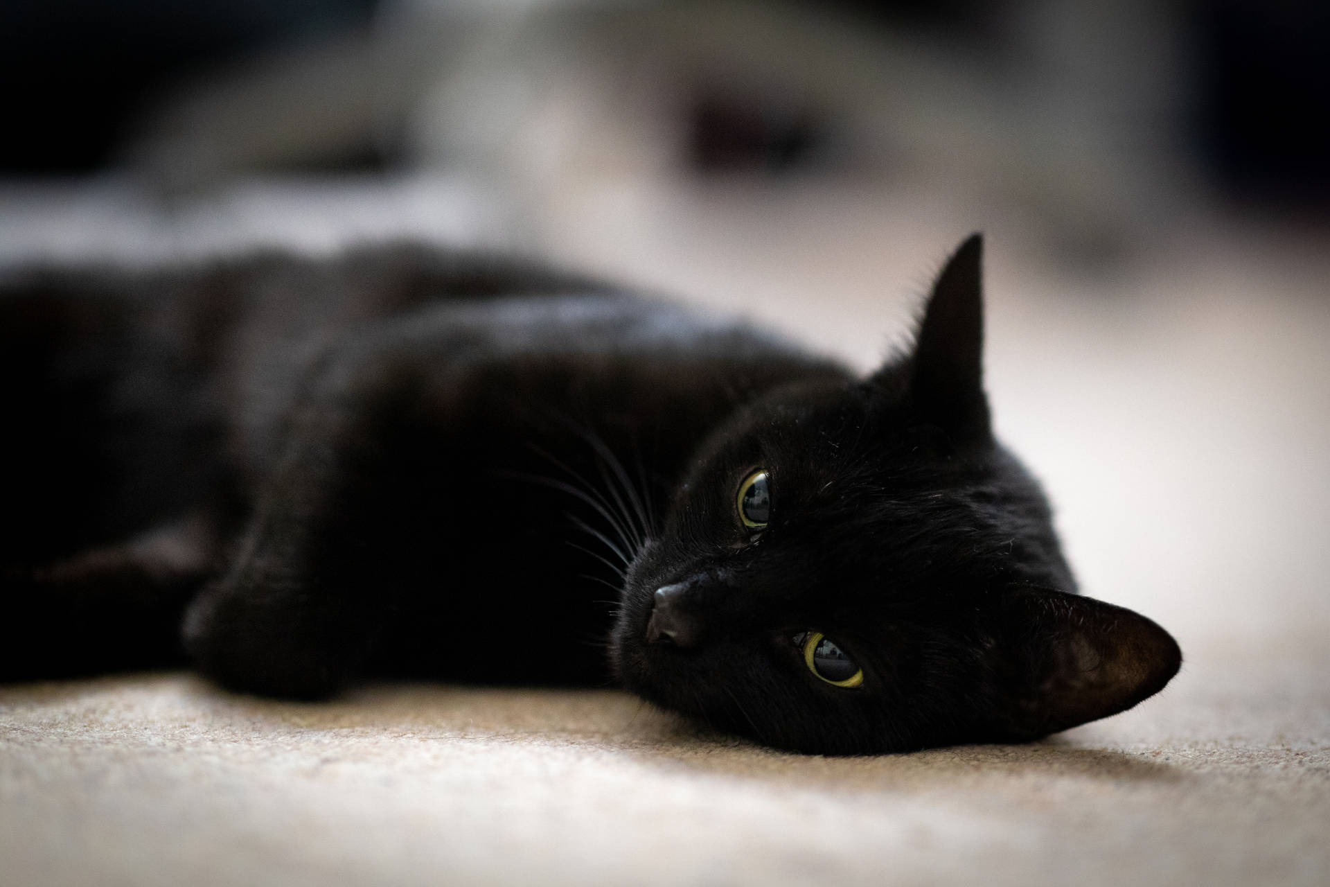 Black Cat Lying Down Wallpaper